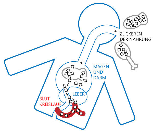 Schematische Darstellung der Aufnahme von Zucker in den Körper